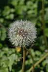 Common dandelion